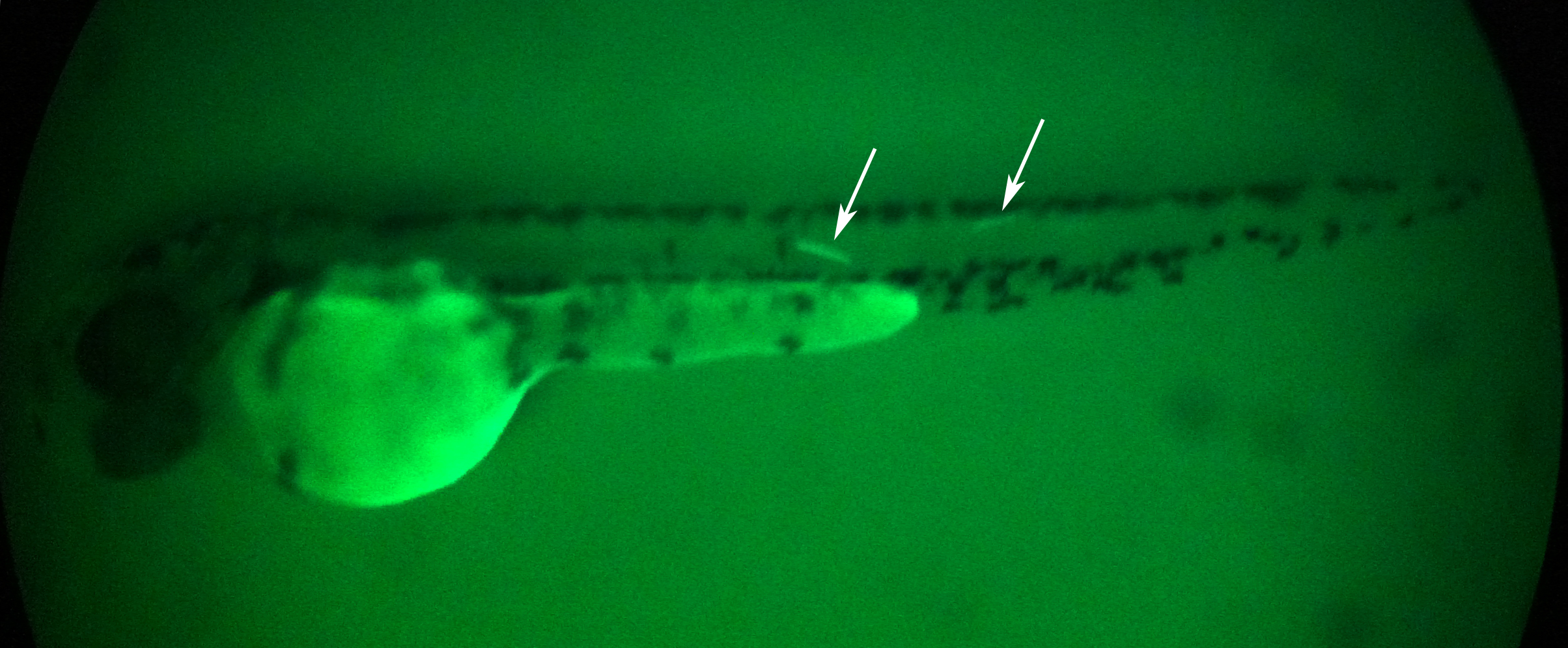 VCLA GFP muscle in zebrafish embryo